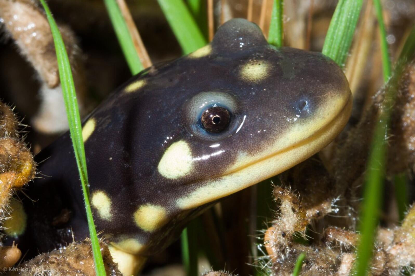 California Tiger Salamander (Ambystoma californiense)