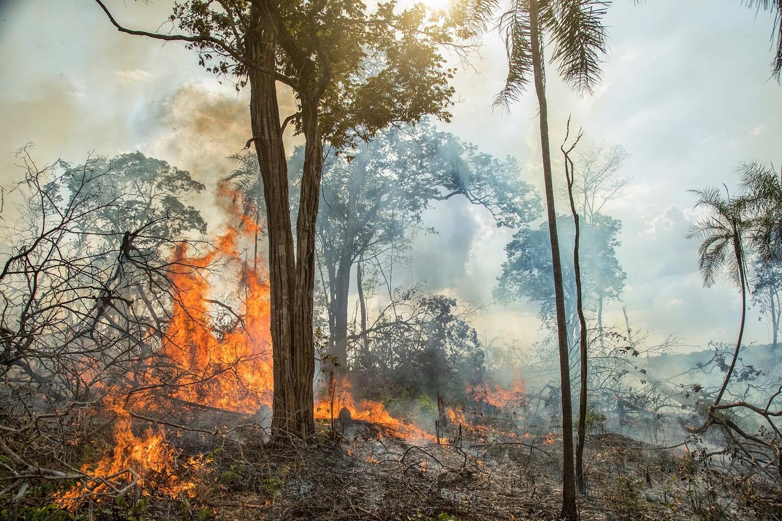 A forest on fire.