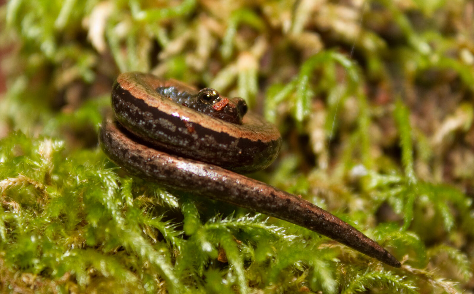 California slender salamander curdled up on green moss. 