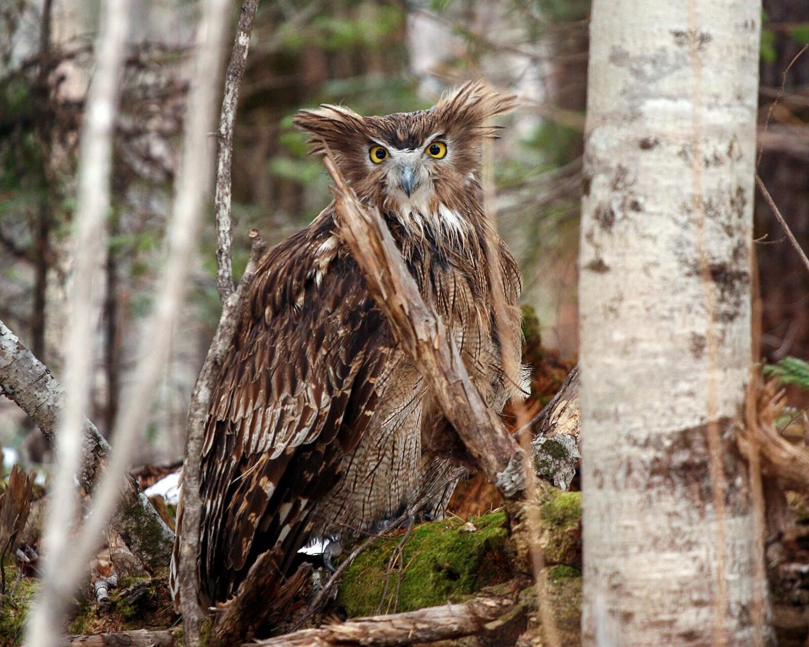 Blakiston's Fish Owl