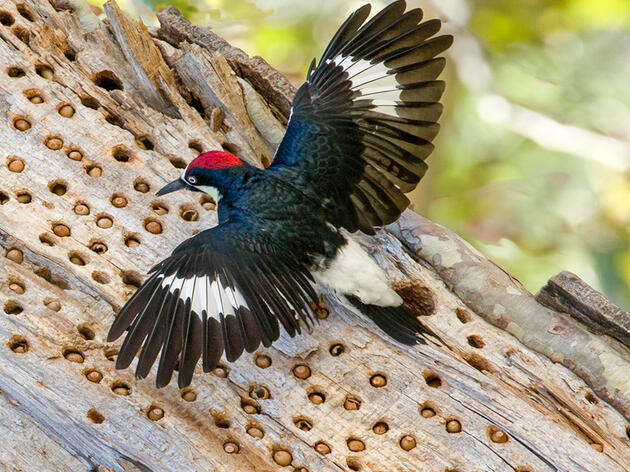 Creature Feature October 2021: Acorn Woodpecker