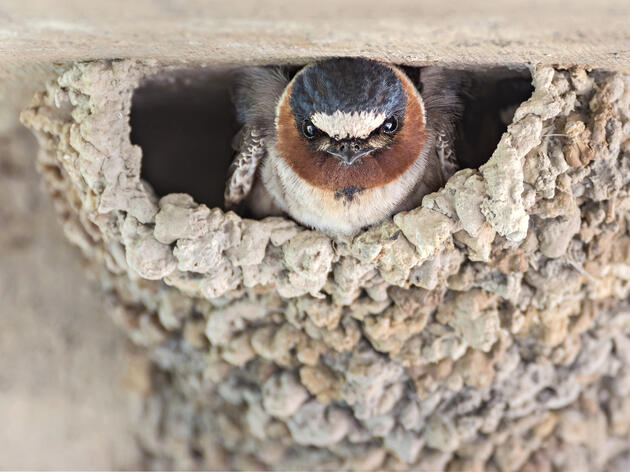 Creature Feature May 2022: Cliff Swallow