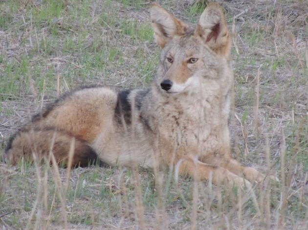 Pursuing Compatibility During Conflict: Living Alongside Urban Coyotes 