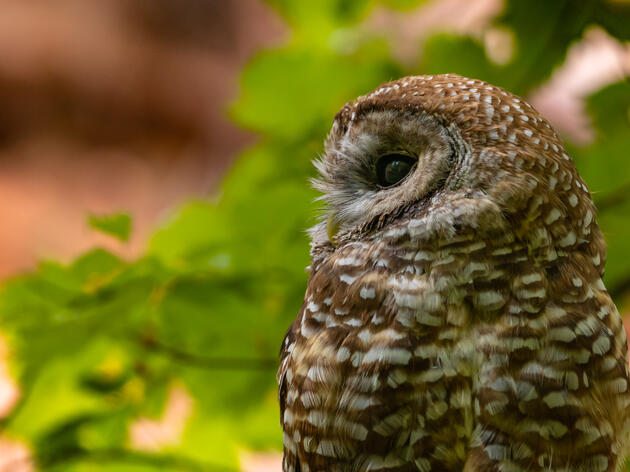 Creature Feature December 2021: Northern Spotted Owl