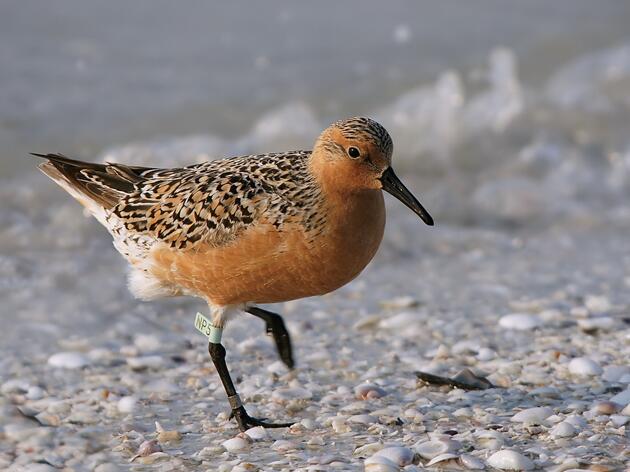 Creature Feature: Red Knot