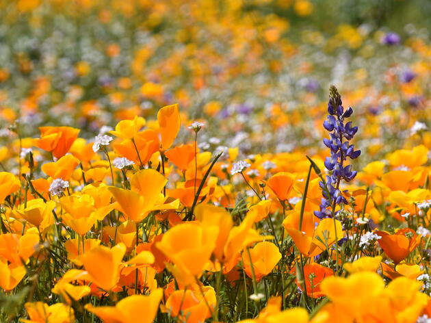 Superbloom Season: What's Blooming at the Center and Beyond