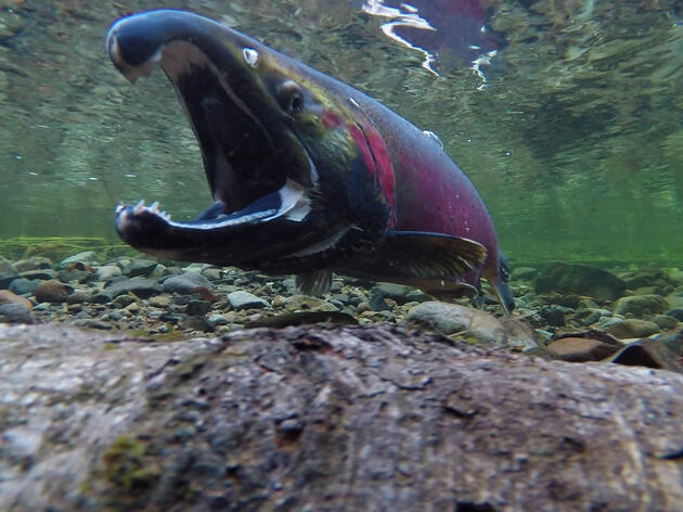 Salmon in Marin: Recent Struggles of a Keystone Species