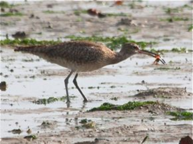 Our Marine Invertebrate Research Project Needs Volunteers!