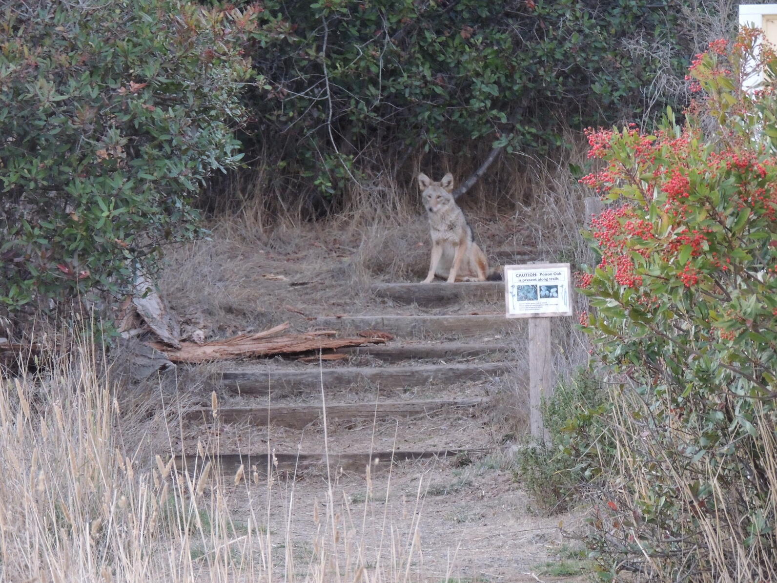 A coyote sitting on a hiking trail at Richardson Bay.