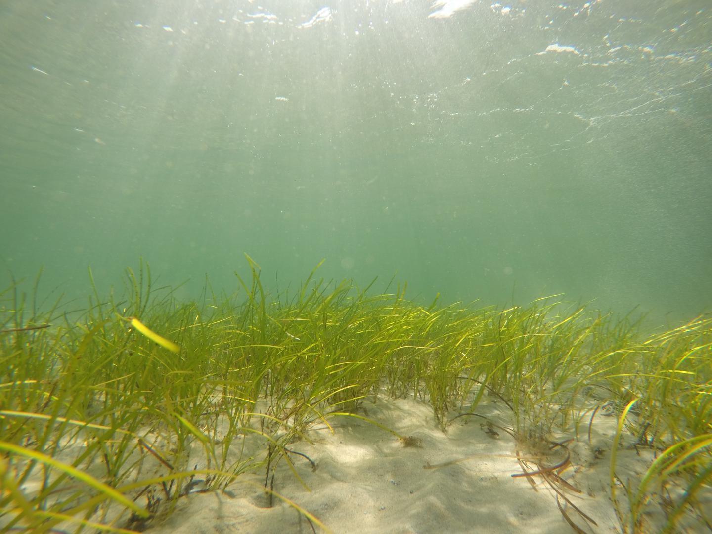 eelgrass