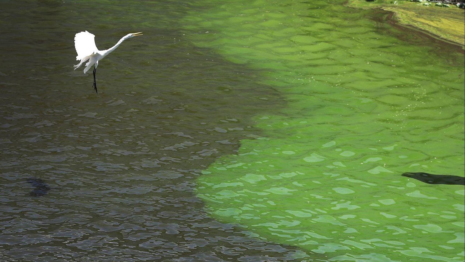 Heron and algae bloom