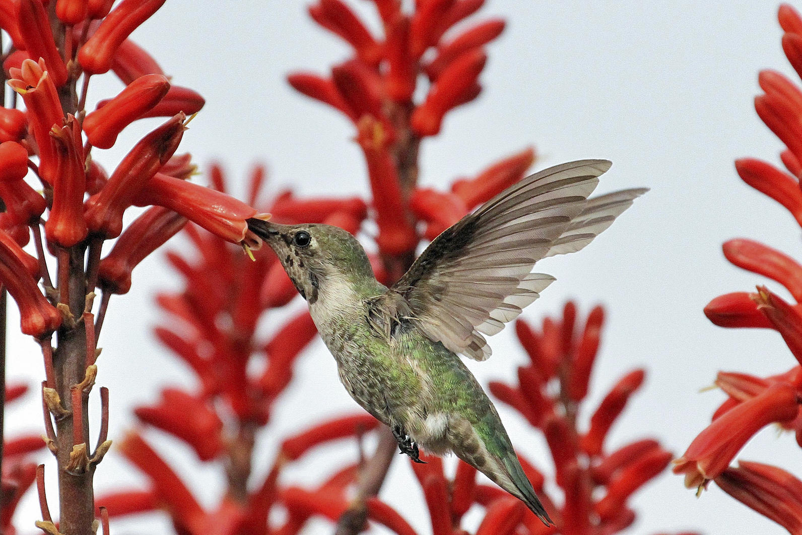 Anna's hummingbird feeding