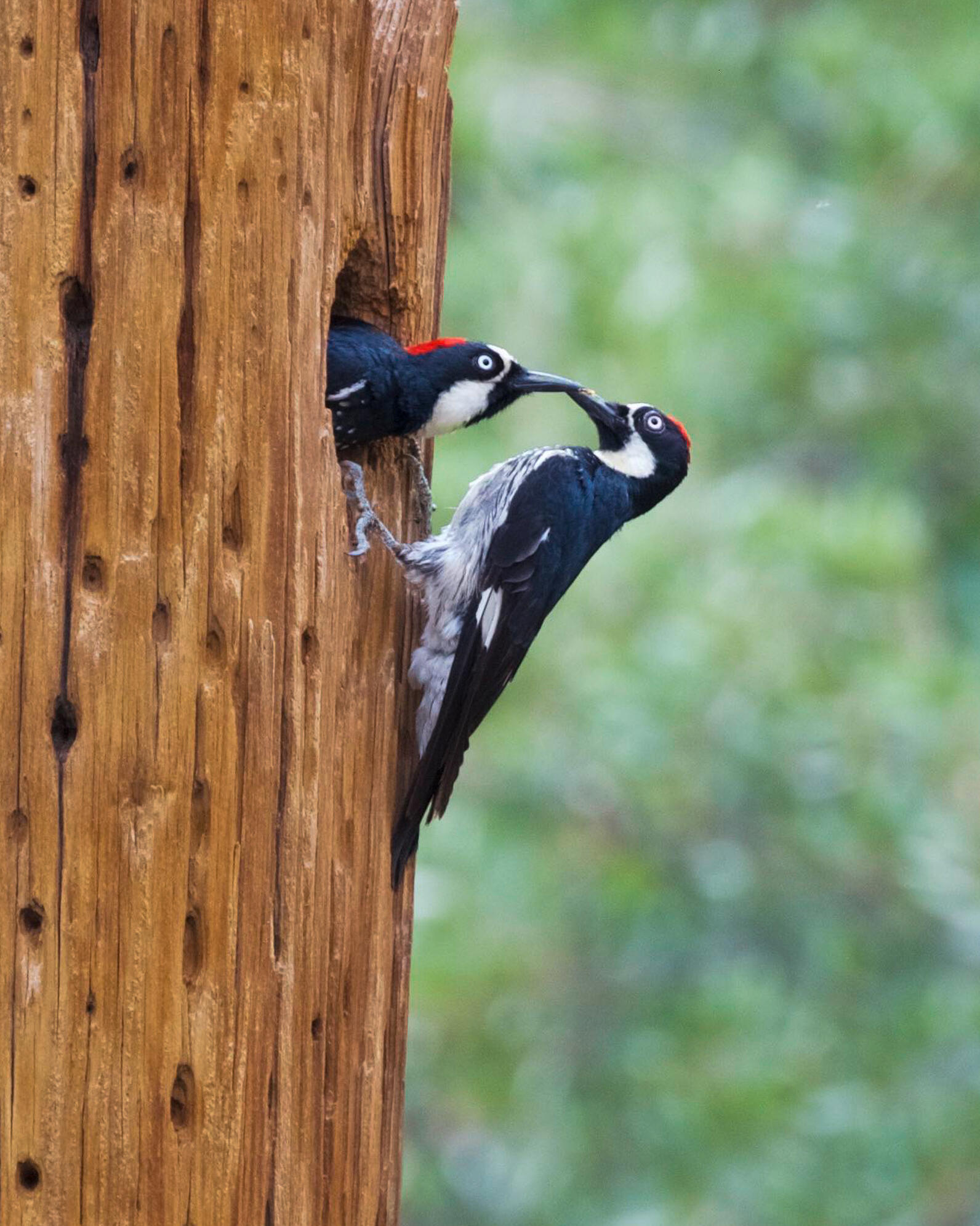 Acorn Woodpeckers.