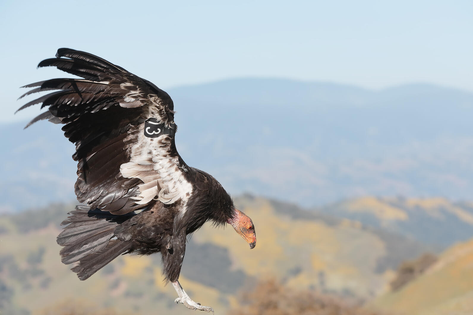 California condor.