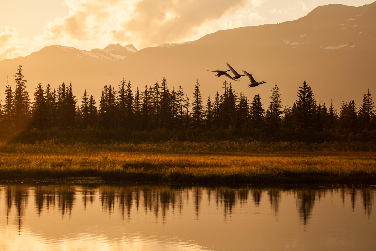 Tundra swan flying over lake.