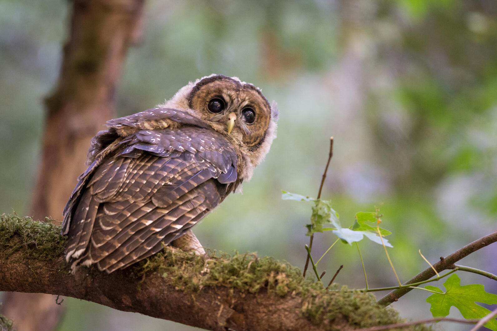 Spotted Owl looks back on a tree branch