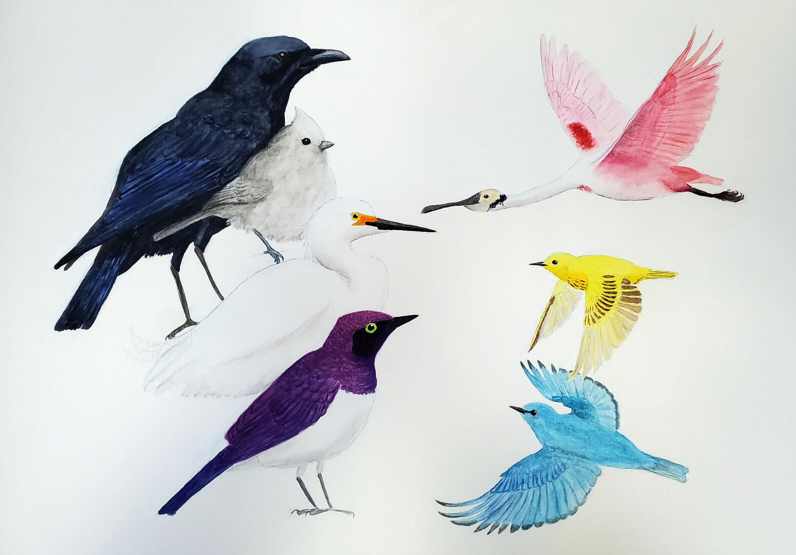 Speed Drawing Birds • John Muir Laws