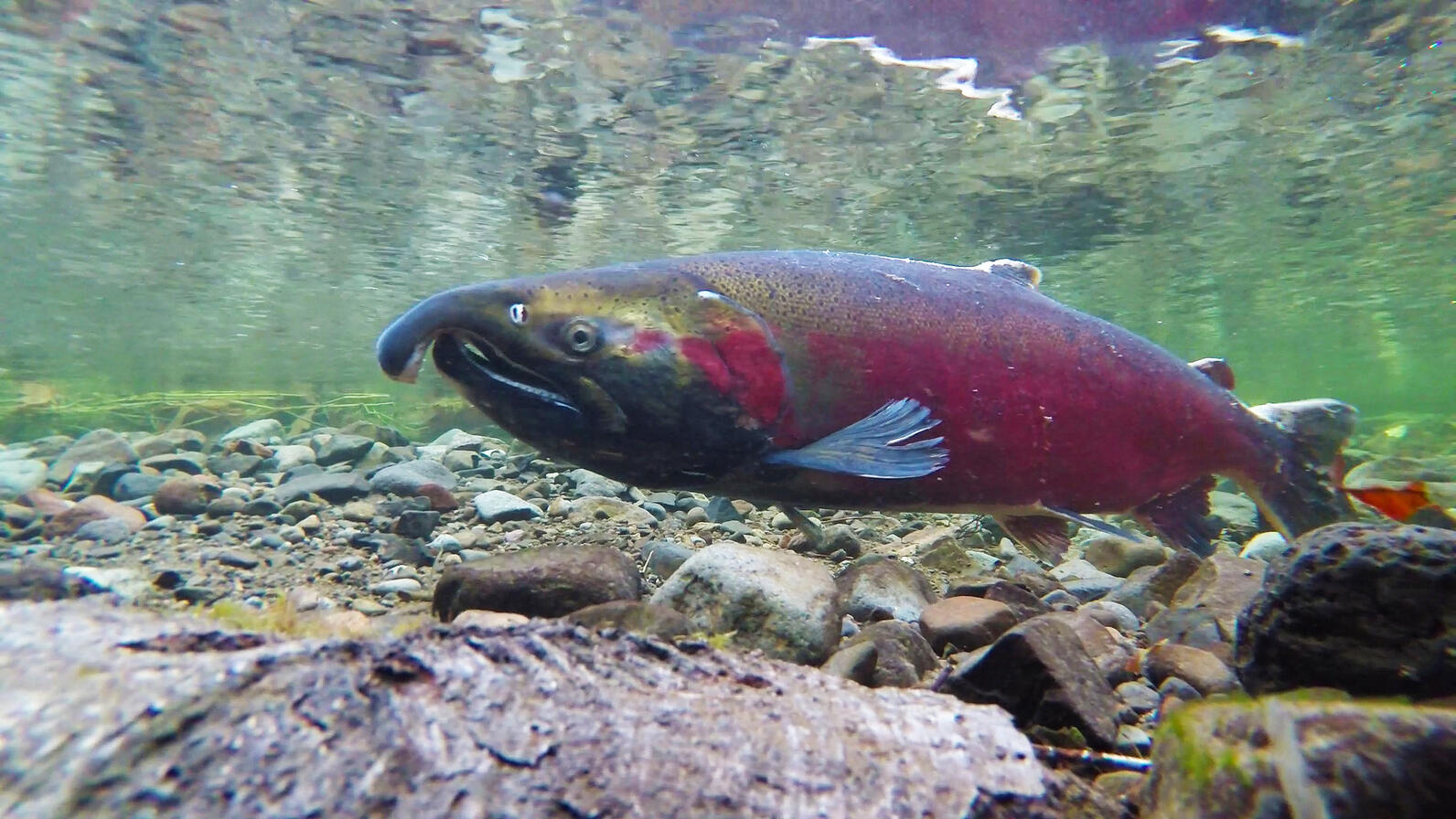 A coho salmon in a river. 