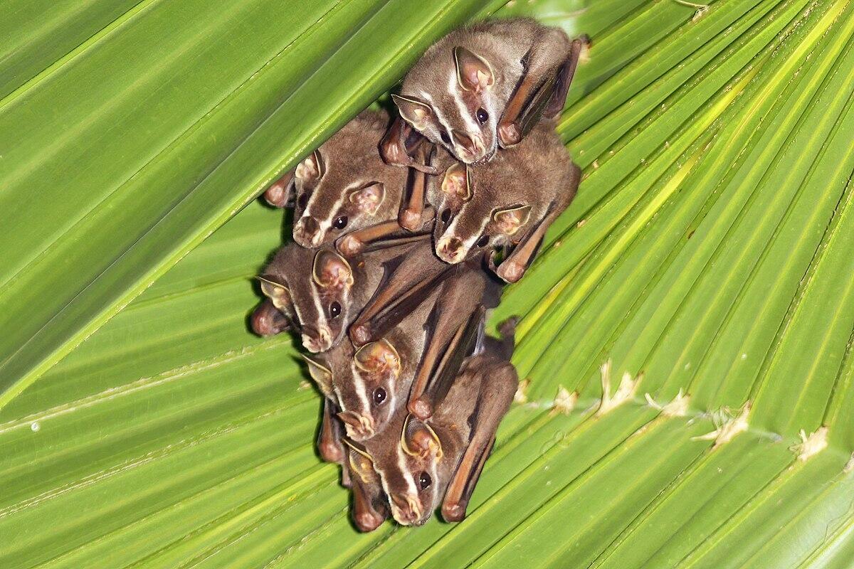 Tent-making bats found in a garden in Costa Rica.