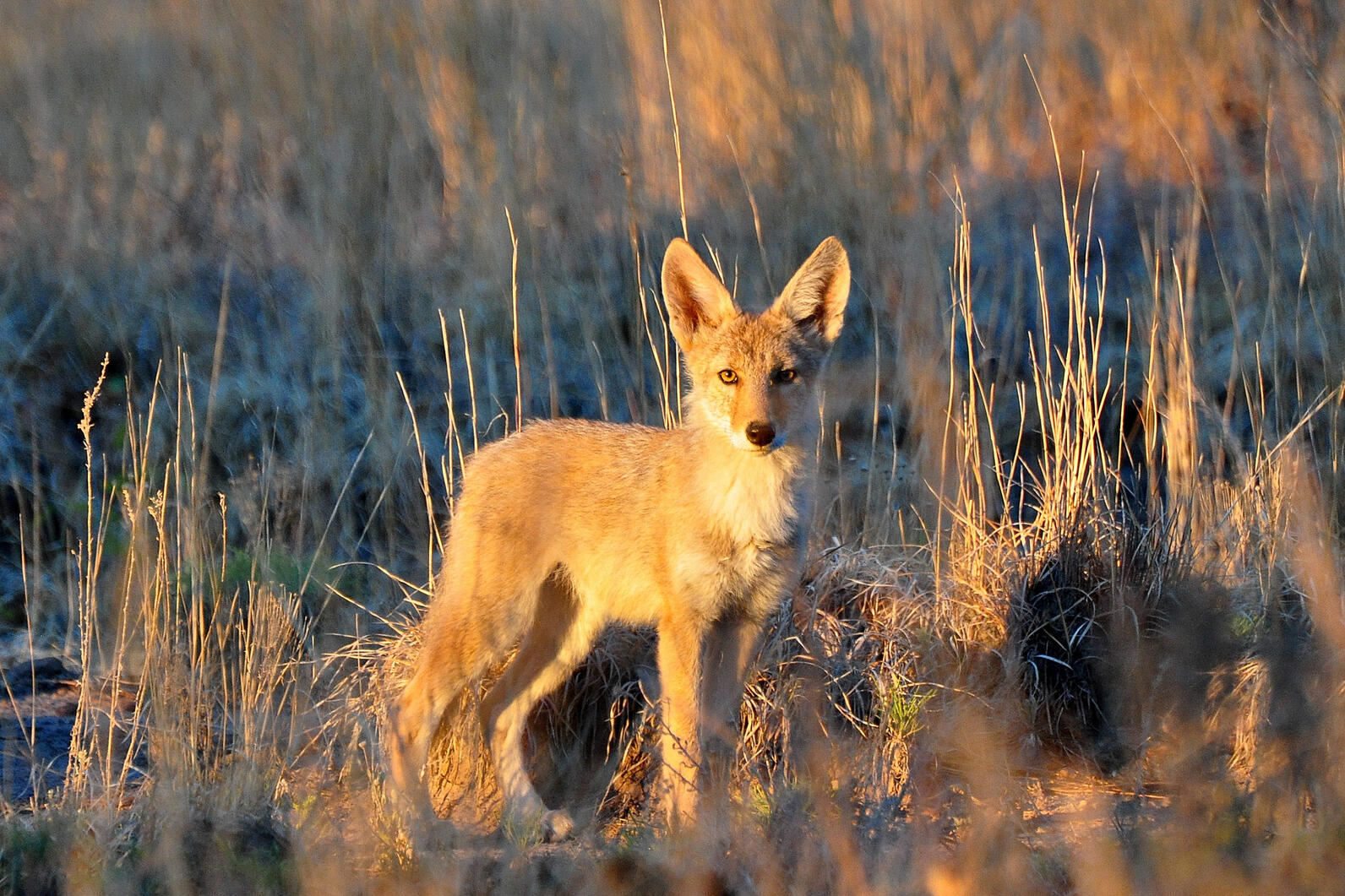 Coyote pup at sunset.