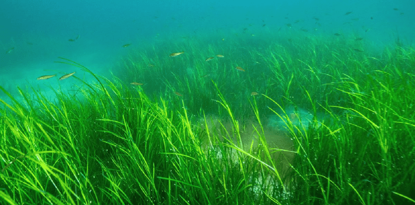 Eelgrass (Zostera marina) meadows growing off the coast of Nova Scotia