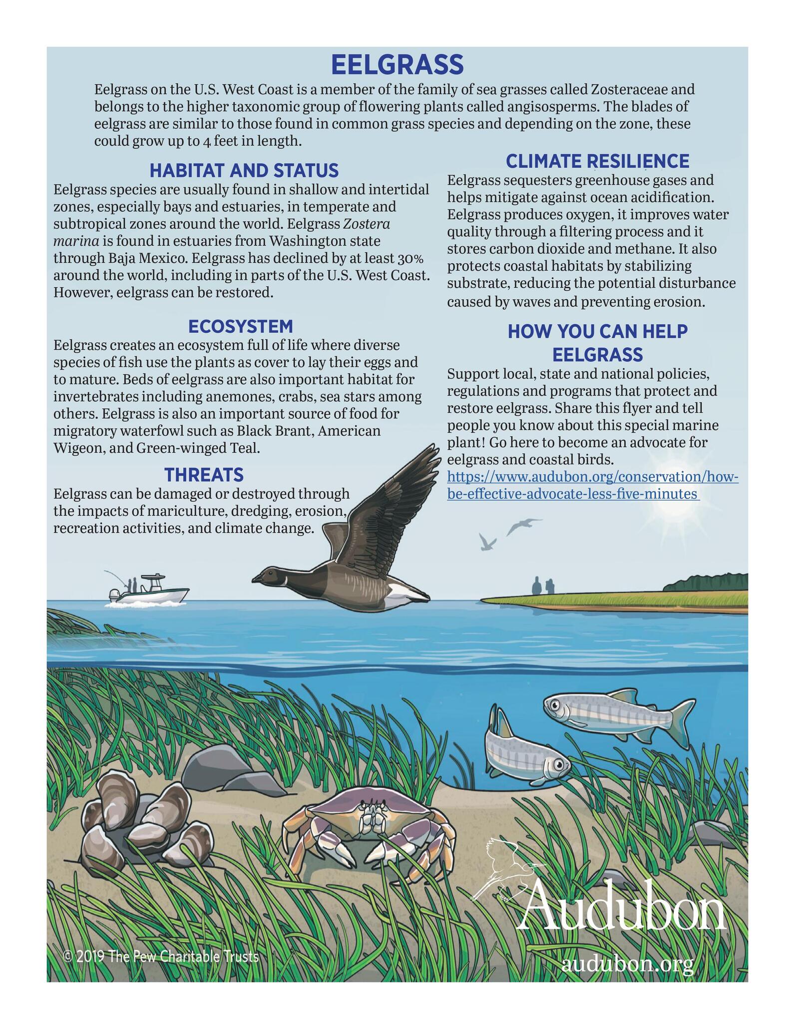 This Month on the Bay: Life in an Eelgrass Bed - Chesapeake Bay