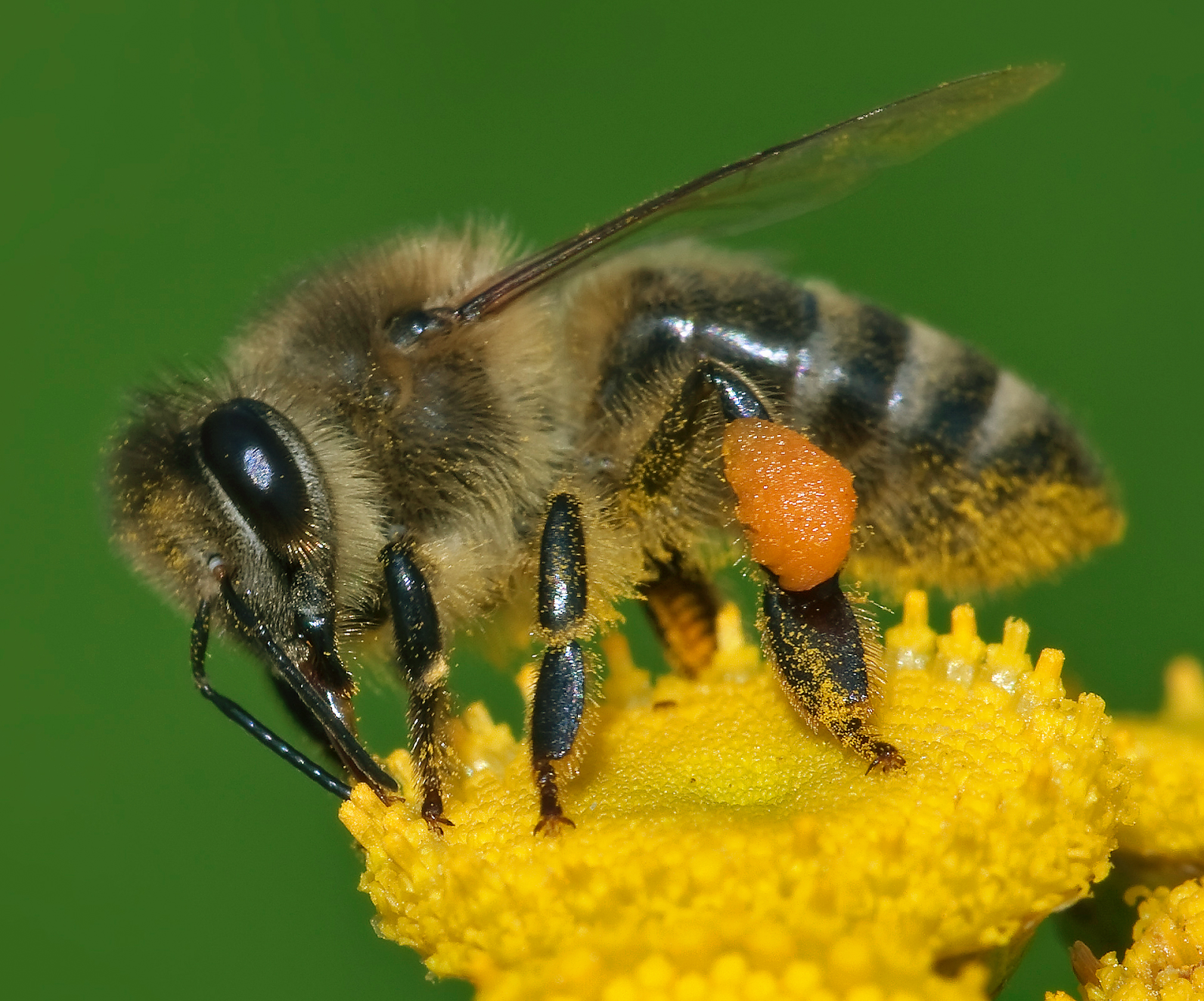 European honeybee