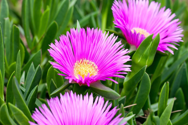 Ice plants