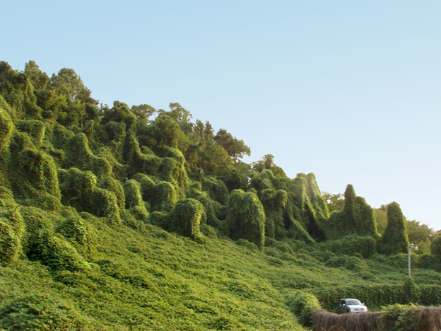 Kudzu Overtakes A Hill