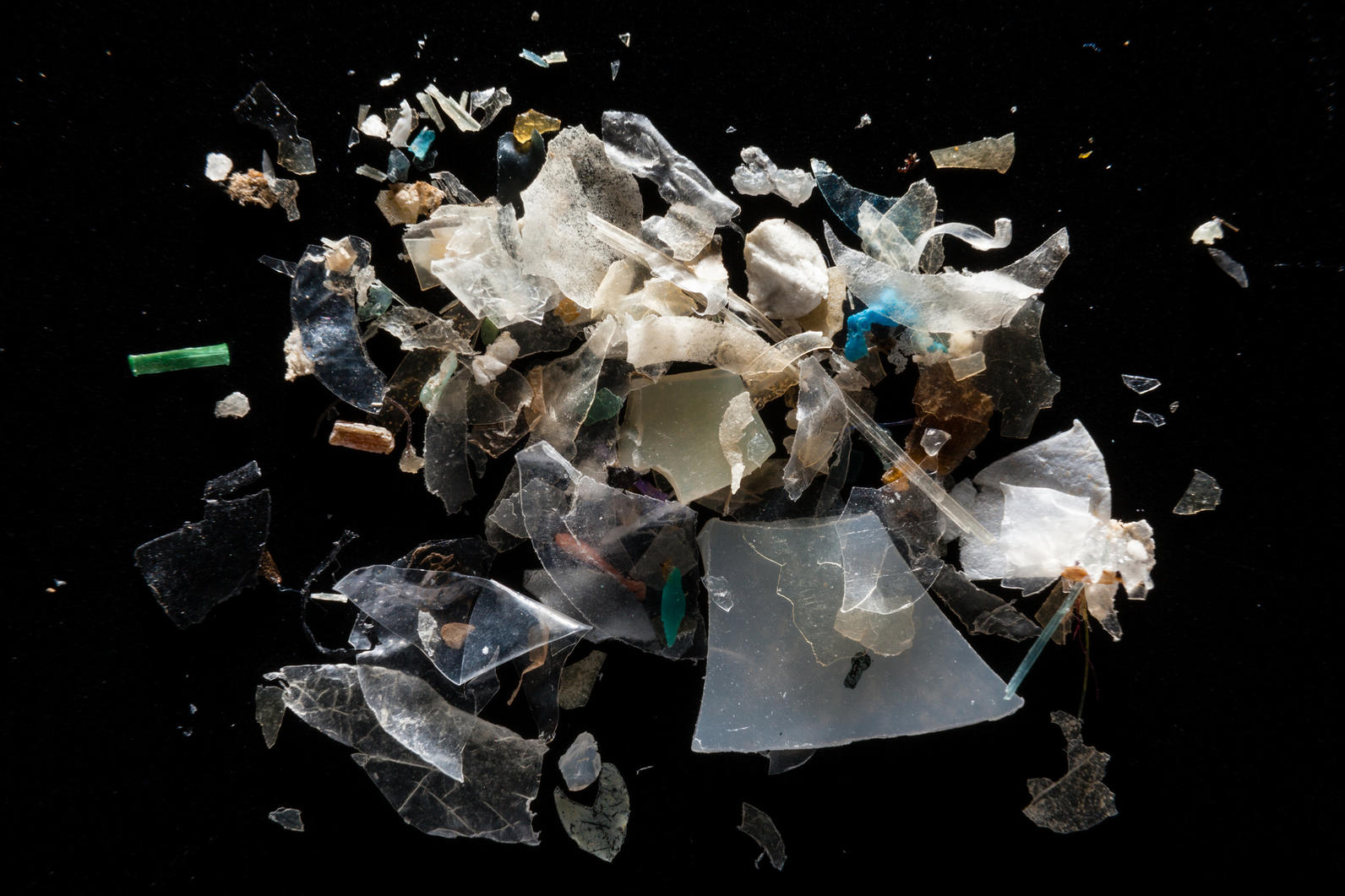 Study: Most Of The Plastic Found In Seabirds' Stomachs Was Recycleable