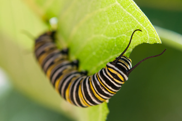 Close up of a monarch caterpillar