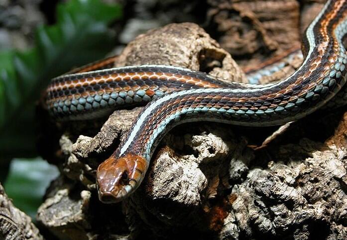 San Francisco garter snake on a rock.