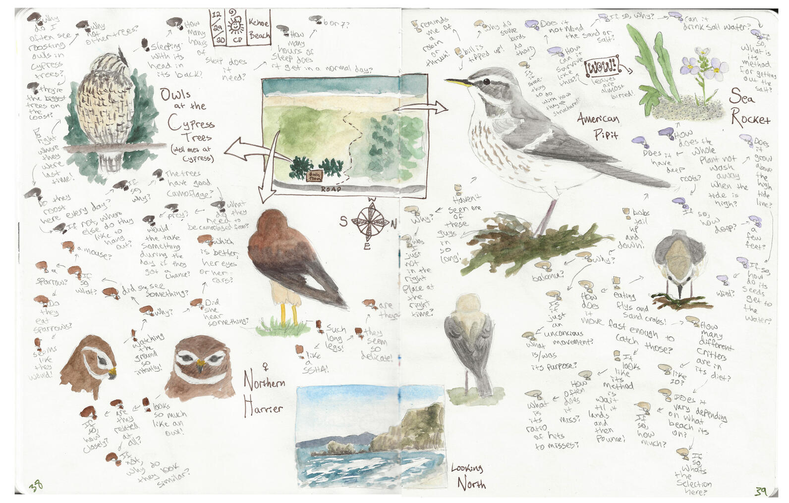 Nature Journaling and Sketching: Tips for Birders