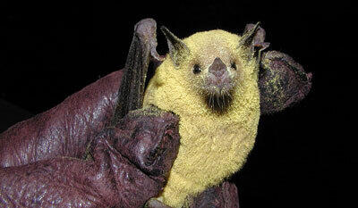 Lesser long-nosed bat covered in pollen.