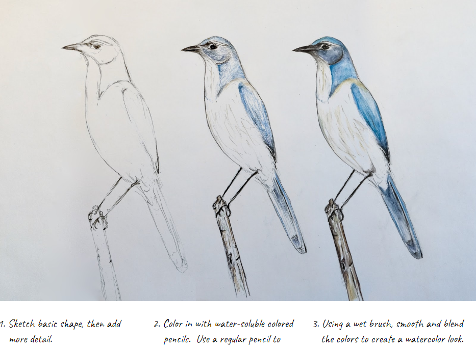 tattoo of a California scrub jay head, face, head,, Stable Diffusion