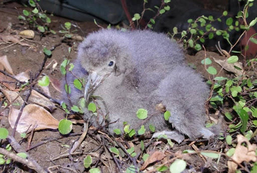 Flesh-footed Shearwater Chick