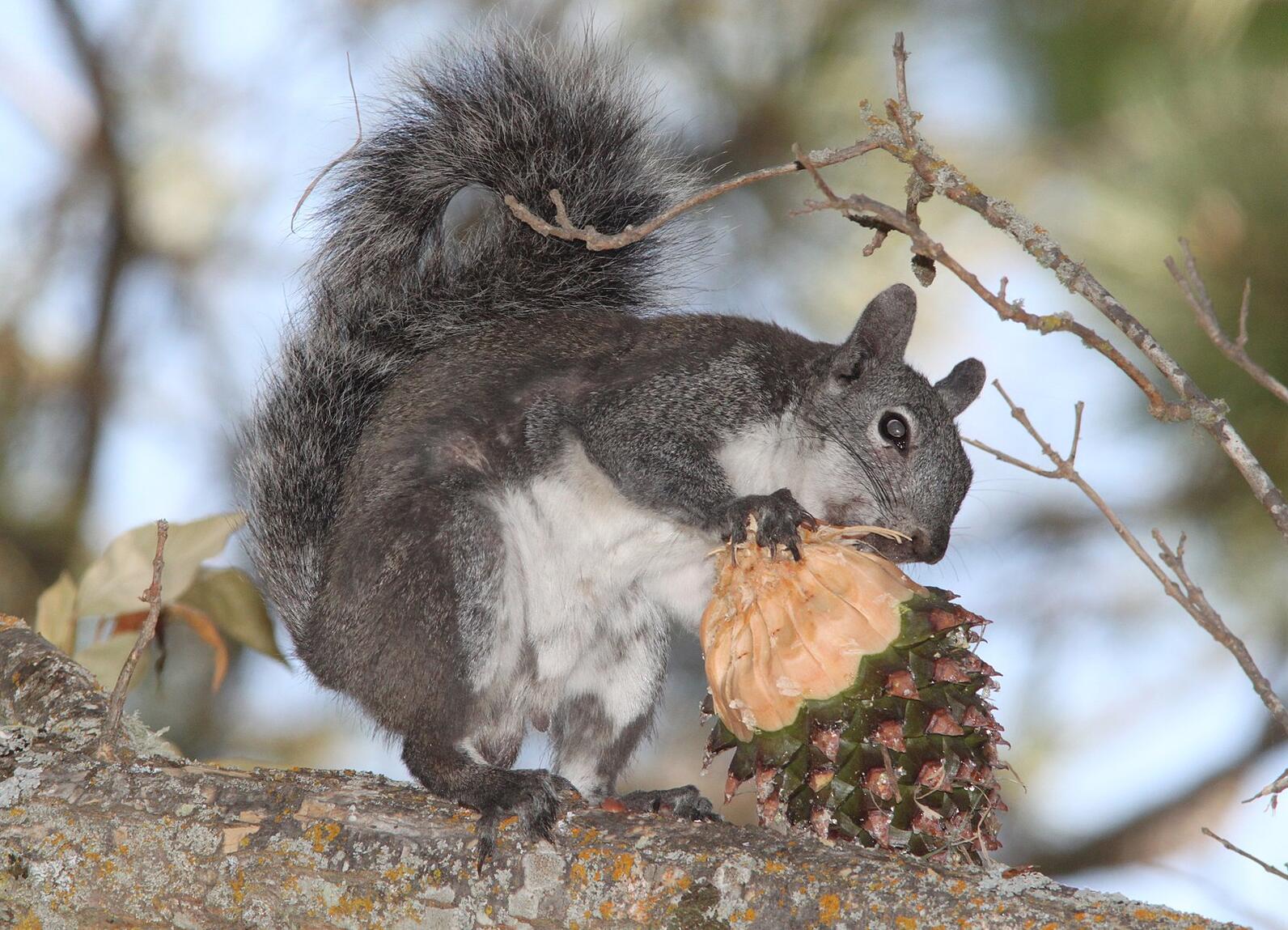 A Western Gray squirrel eating a pinecone.