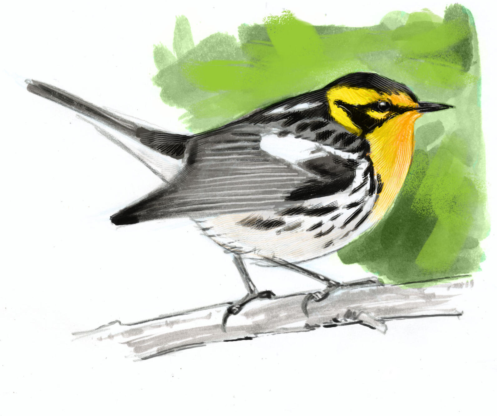 Speed Drawing Birds • John Muir Laws