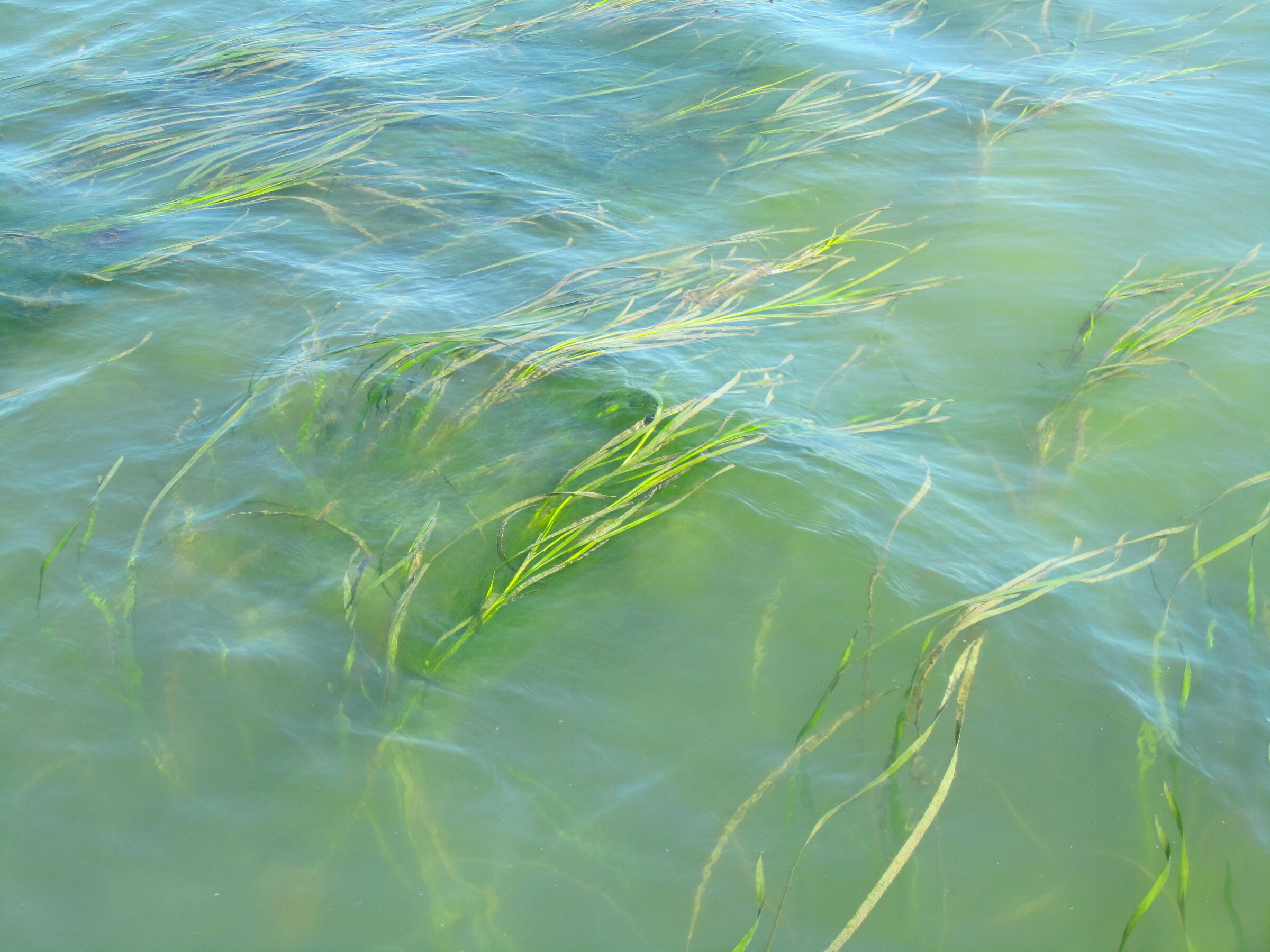 eelgrass