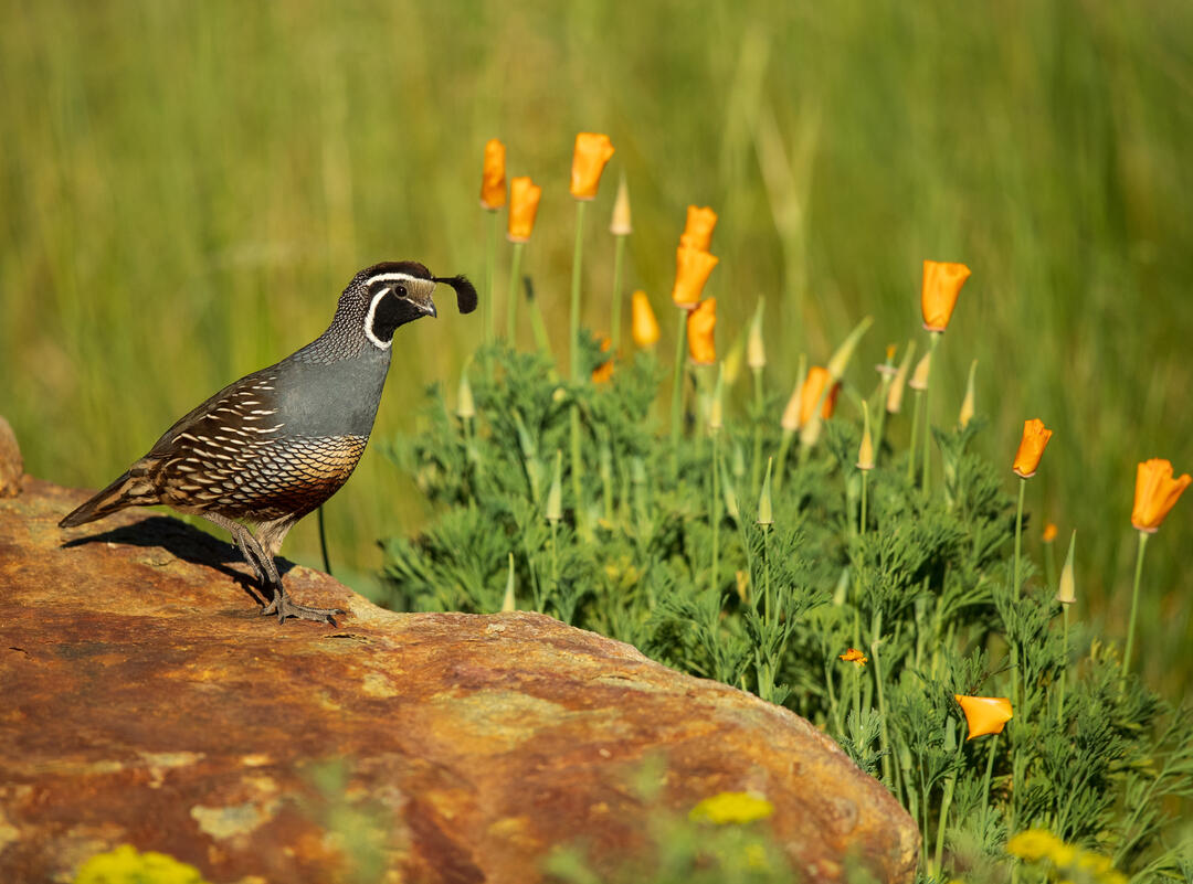 California Quail with poppies in the background. 