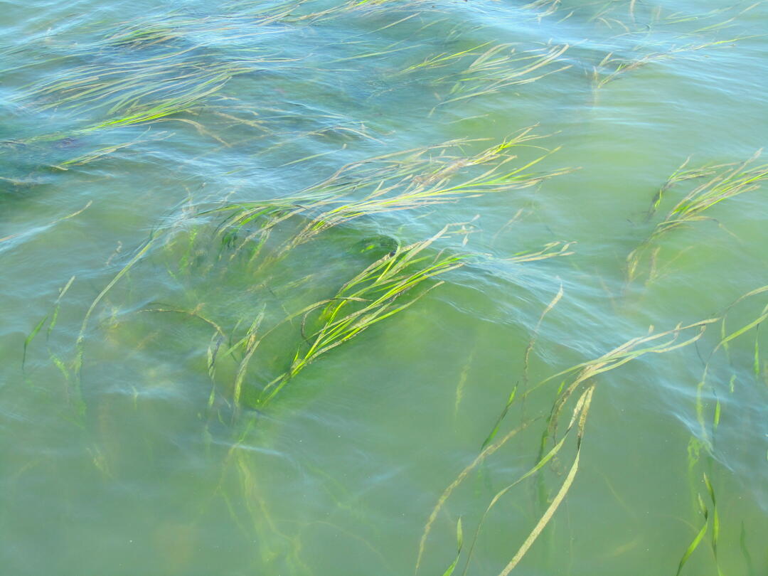 Richardson Bay Eelgrass