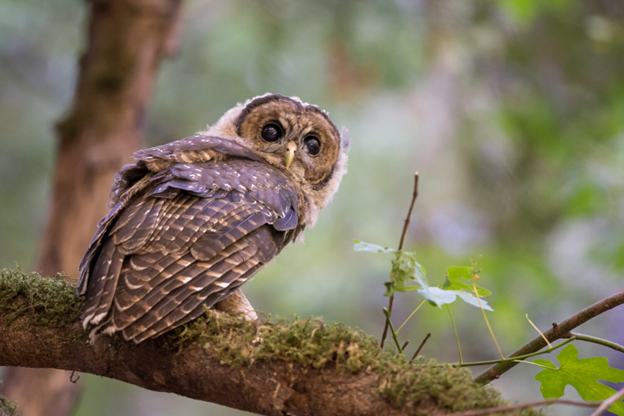 Spotted Owl