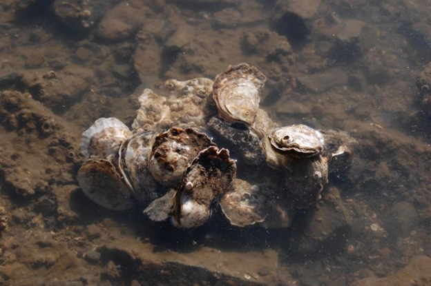 A cluster of oysters