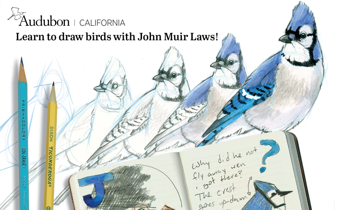 Drawing for Adults  How to Draw Birds 